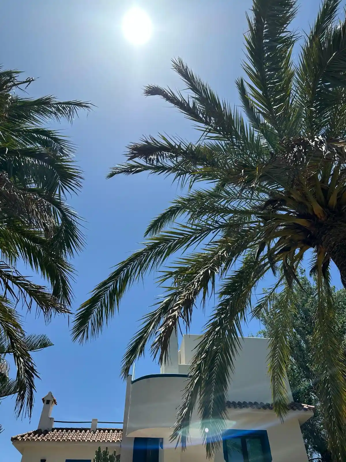 Palmera bajo el sol en casa rural Paraíso Perdido Conil de la Frontera